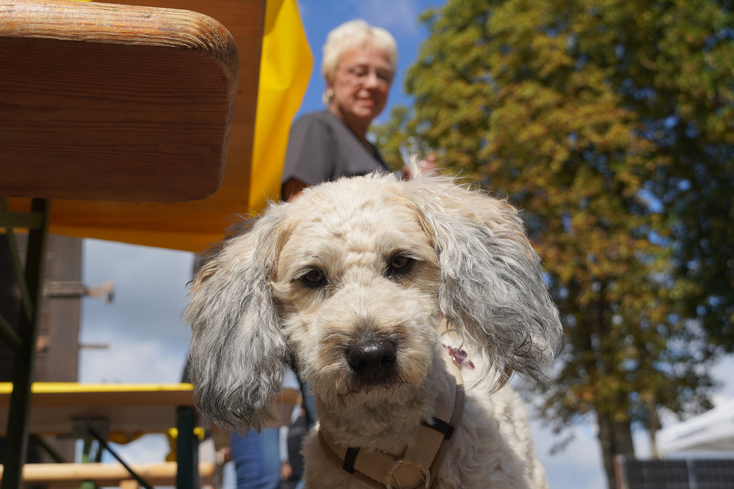 Hund
